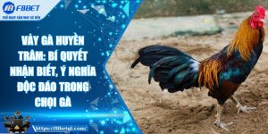 Vảy gà huyền trâm: Bí quyết nhận biết, ý nghĩa độc đáo trong chọi gà